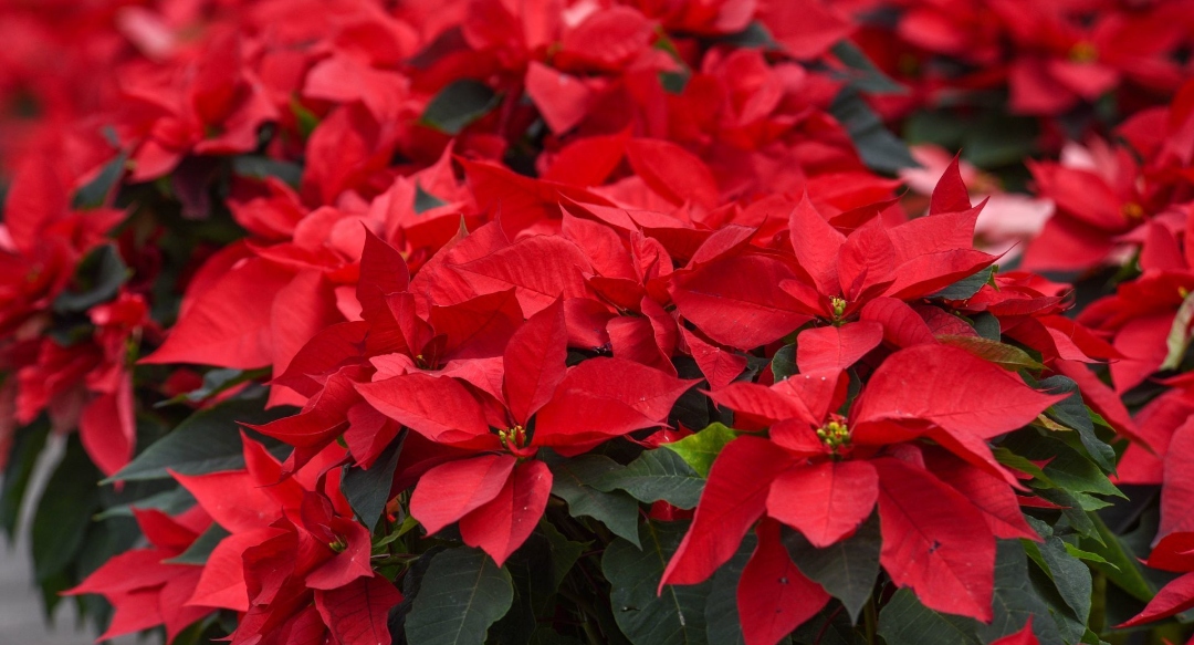 Flor de Nochebuena