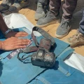 Cinco periodistas asesinados en ataque a Gaza.
