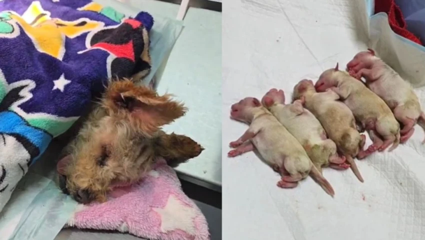 “Cereza”, la perrita que sobrevivió a la explosión en Iztapalapa y dio a luz en medio de la tragedia