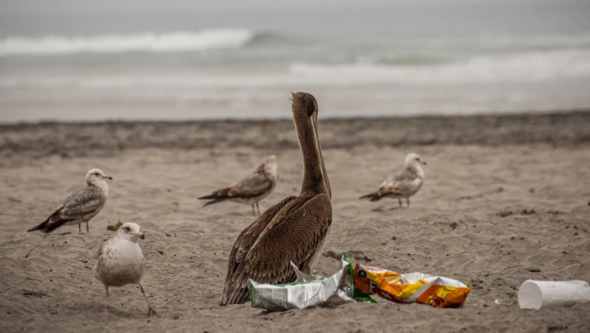 Contaminación de playas