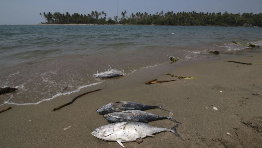 Pescados y mariscos se disparan hasta 50% antes de Semana Santa por el derrame en el Golfo