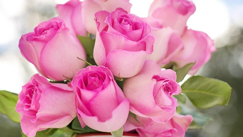¿Por qué se deben regalar 20 rosas en abril?