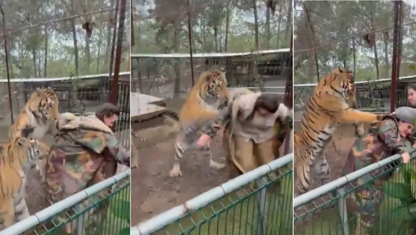 Tigre ataca a veterinaria en Mazamitla