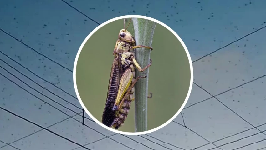 VIDEOS| Impresionante invasión: Langostas cubren los cielos de Yucatán; ¿por qué hay tantas?