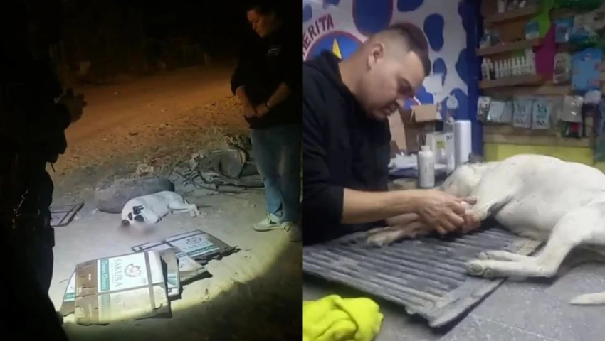 VIDEO | Niños ponen colocan cohetes en el hocico de perrito para grabarlo y muere en Sonora