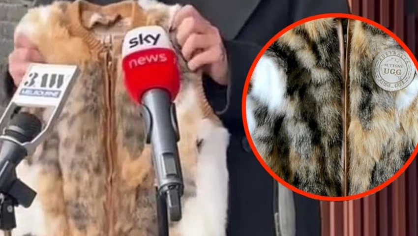 animales, abrigos, gatos, ropa