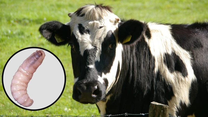 Gusano Barrenador en Mexico: ¿Cómo actúa la mosca estéril para combatir la plaga? | Guillermo Ortega - Tu sitio de noticias