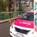 Abandona a perro en iztapalapa