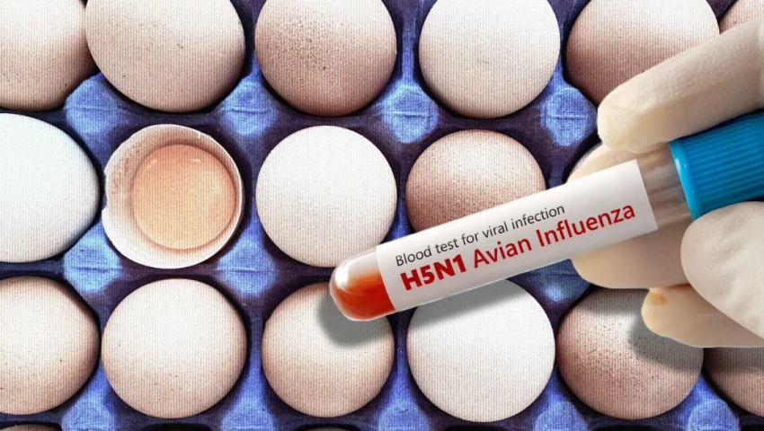 Alerta por gripe aviar: estos son los productos que México deja de importar desde Brasil