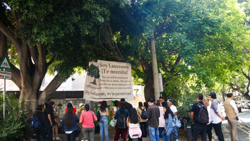 “Laureano”, el árbol centenario que enfrentó un desarrollo de lujo en CDMX