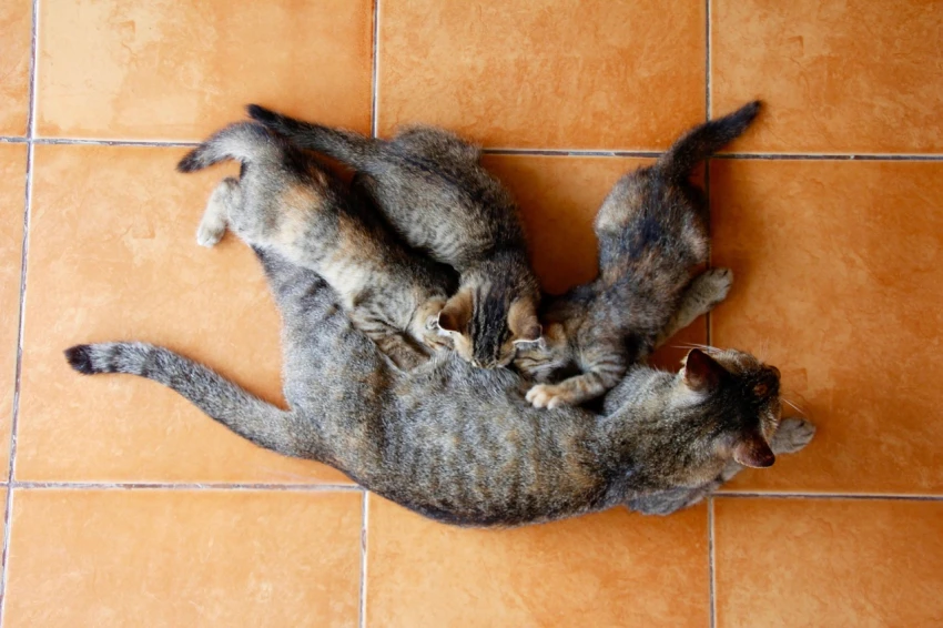 gatos amasan a su madre