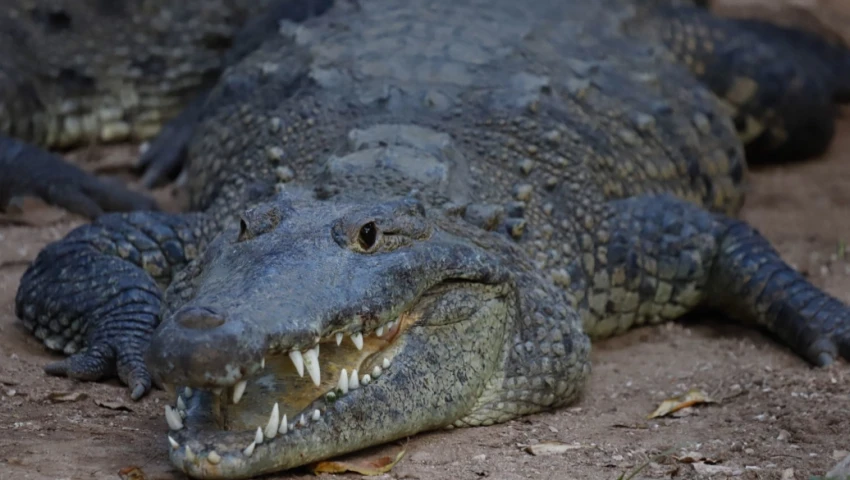 Cocodrilo de 3 metros aterroriza Ciudad Madero