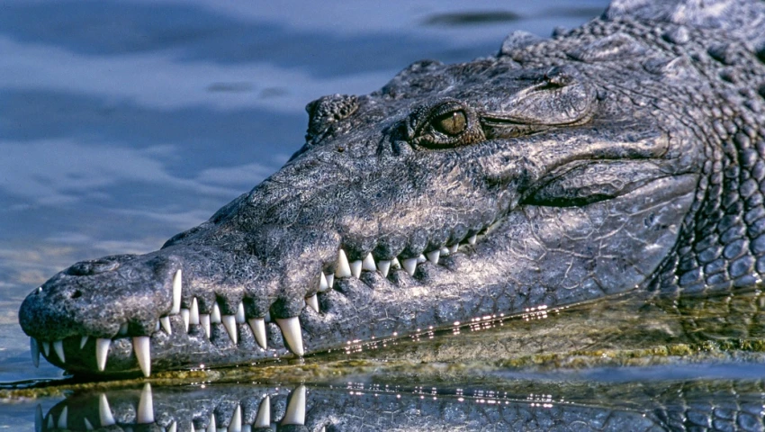 Cocodrilos amenazan mascotas