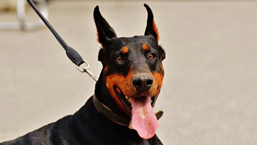 Perro con correa