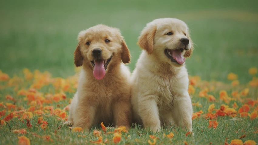 Edad de los perros