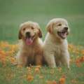 Edad de los perros