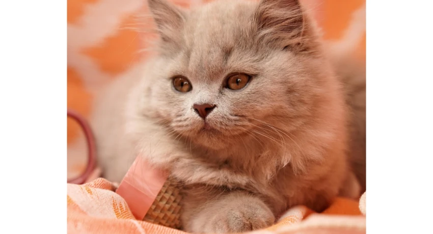 gato amasador