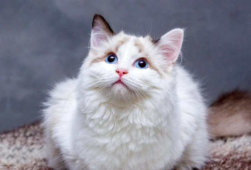 ojos de gatito