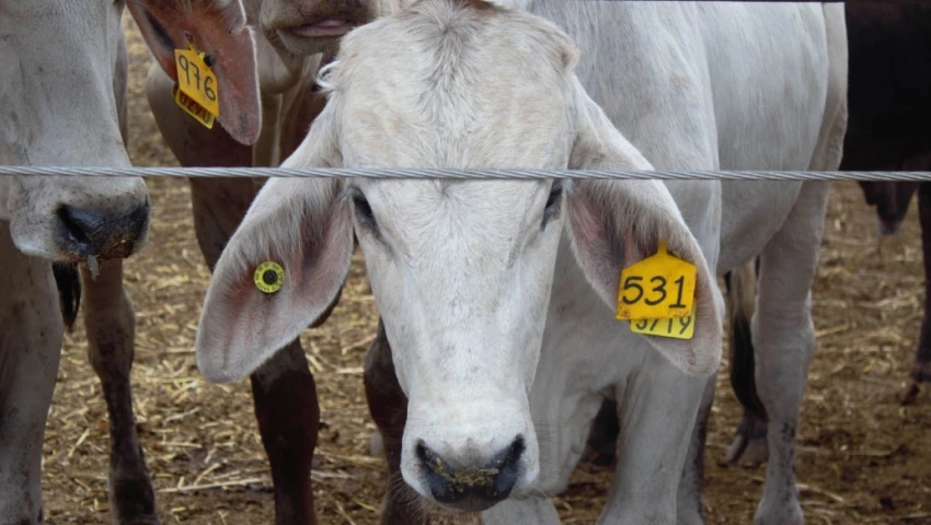 gusano barrenador, ganado, Oaxaca, caballo