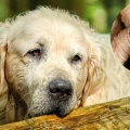 Perrito gusano barrenador