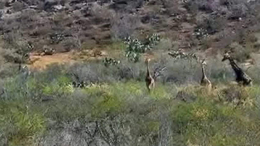 Jirafas Coahuila mascotas