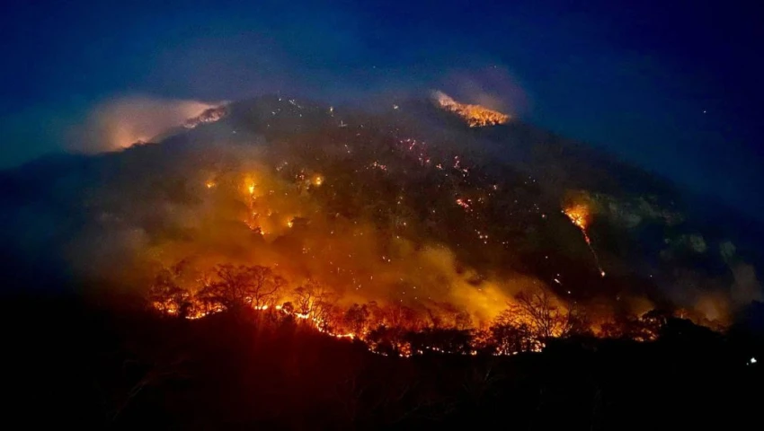 Incendios en México: El impactante récord de destrucción forestal en 2024; ¿quién tiene la culpa?