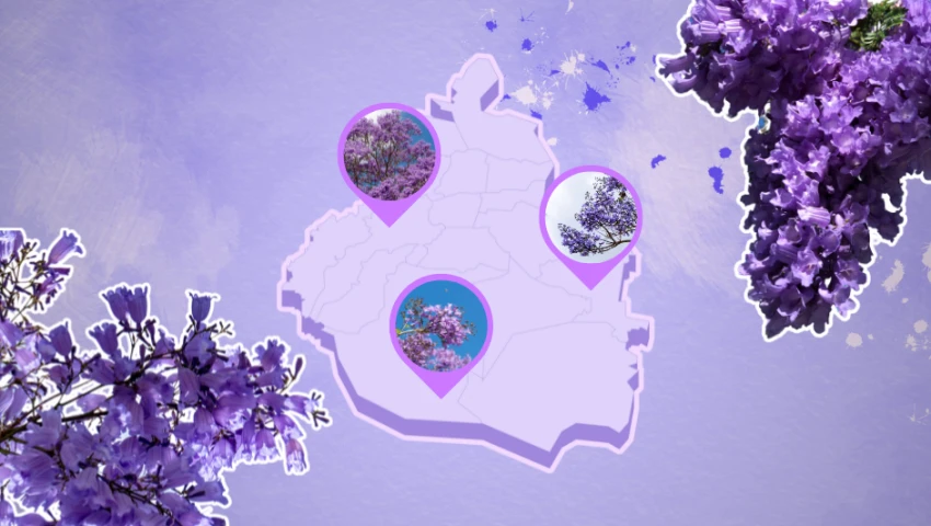 Jacarandas 2025: ¿En cuáles rincones de la CDMX florecen? | MAPA