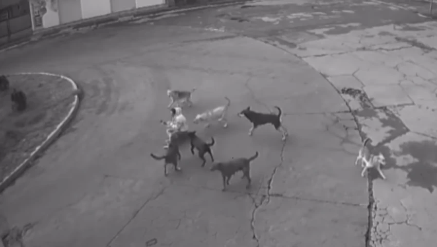 Jauría de perros ataca a mujer en Ixtapaluca Jauría de perros ataca a mujer en Ixtapaluca
