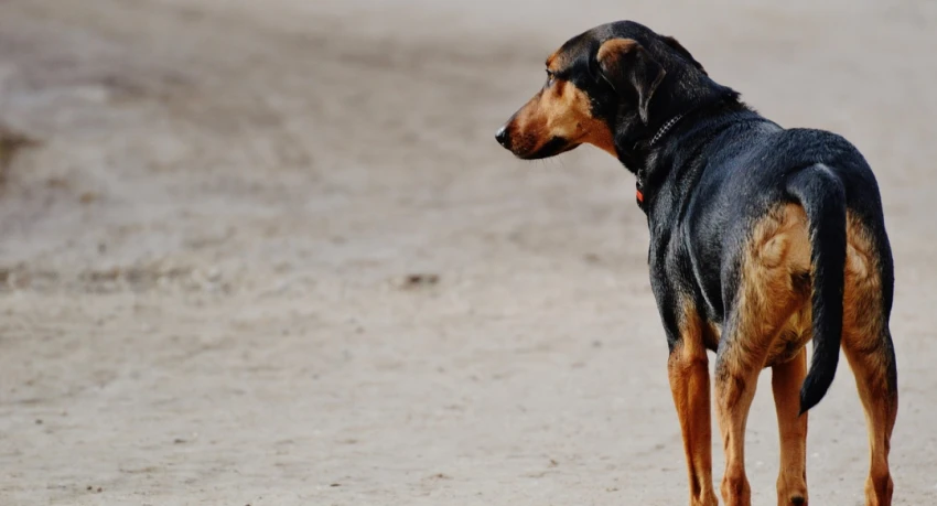 perro negro