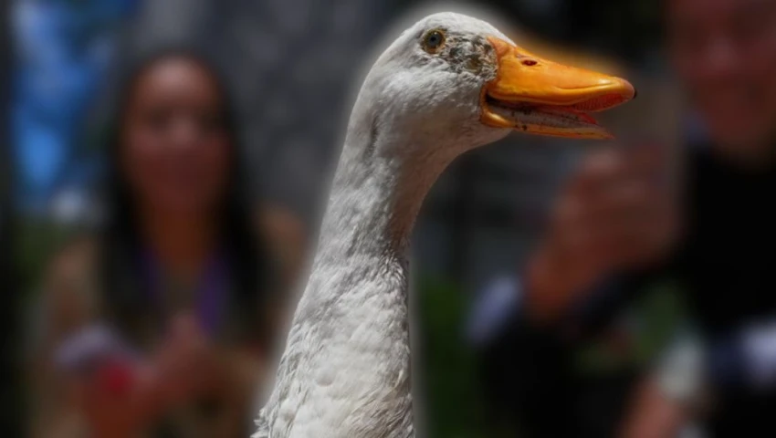 Pato Merlin ¿Cuánto tendrán que pagar las marcas por usar al Pato Merlín? Esto ...