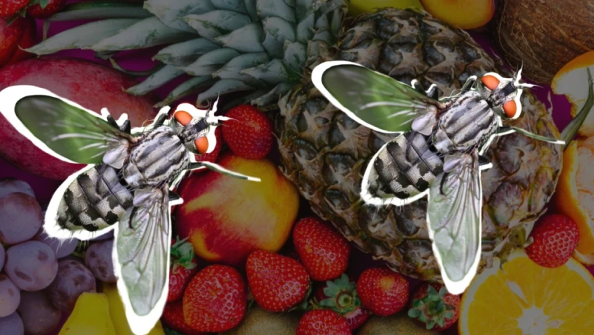 Moscas de fruta, plaga, temporada de calor, como controlar
