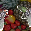 Moscas de fruta, plaga, temporada de calor, como controlar