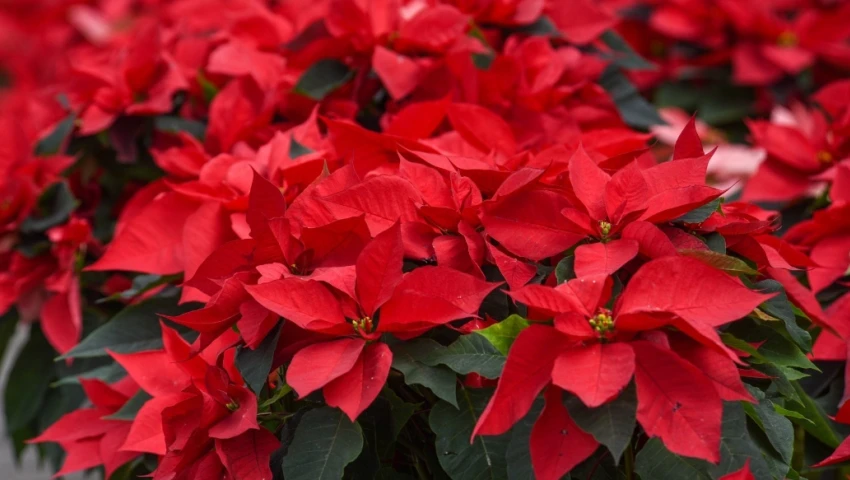 Flor de Nochebuena Flor de Nochebuena
