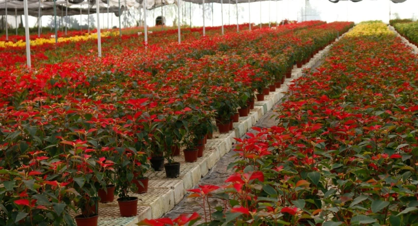 Flor de Nochebuena