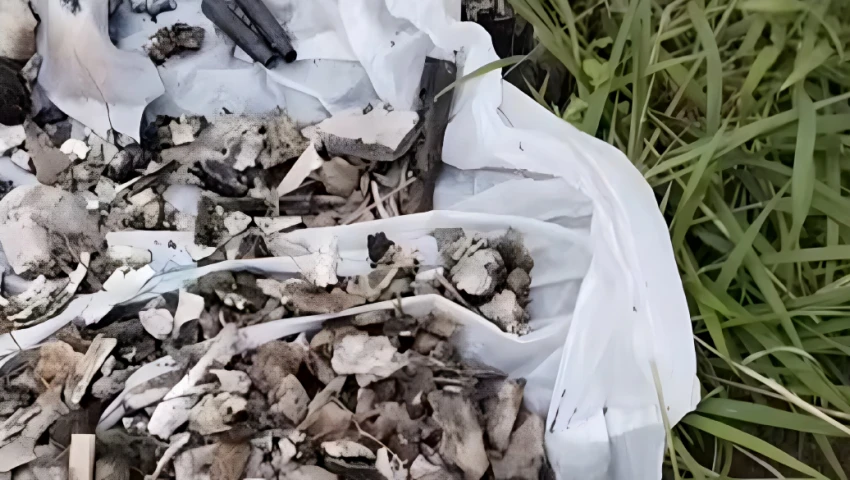 Colectivo Guerreros Buscadores