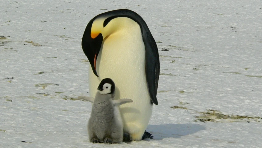 Pingüino emperador se encamina a la extinción