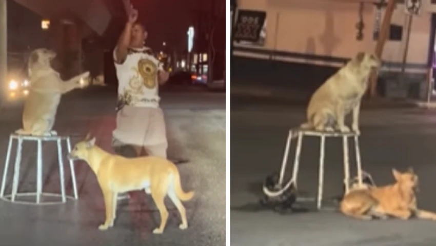 perritos malabaristas