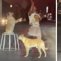 perritos malabaristas