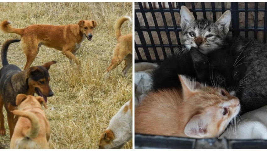 Envenenamiento masivo de perros y gatos