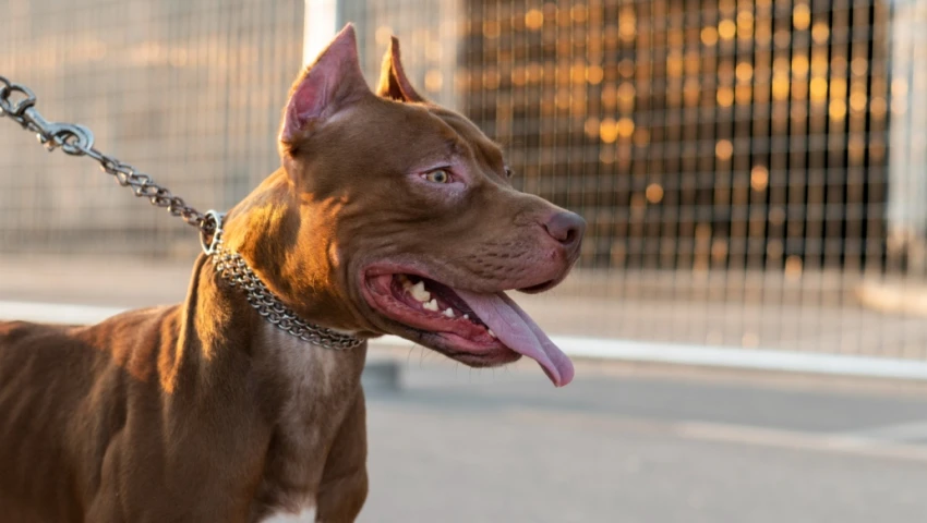 perros pitbull, Cuauhtémoc, ataque animal, Santa María la Ribera