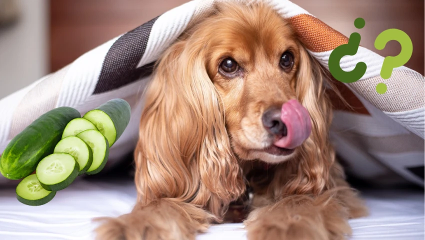 Perros pueden comer pepino