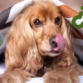 Perros pueden comer pepino