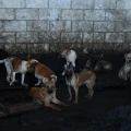 maltrato animal perros rescatados estado de mexico Mexicaltzingo carnicero