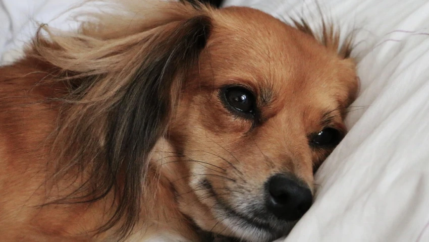 ¿qué le pasa a tu perro si te accidentas?