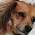 ¿qué le pasa a tu perro si te accidentas?