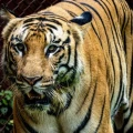 Polémica en zoológico