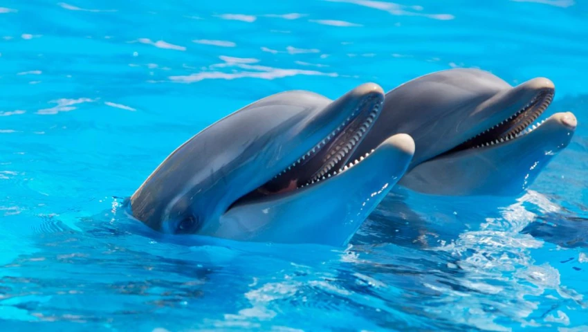 Descubren que los delfines pueden "sonreír" durante el juego