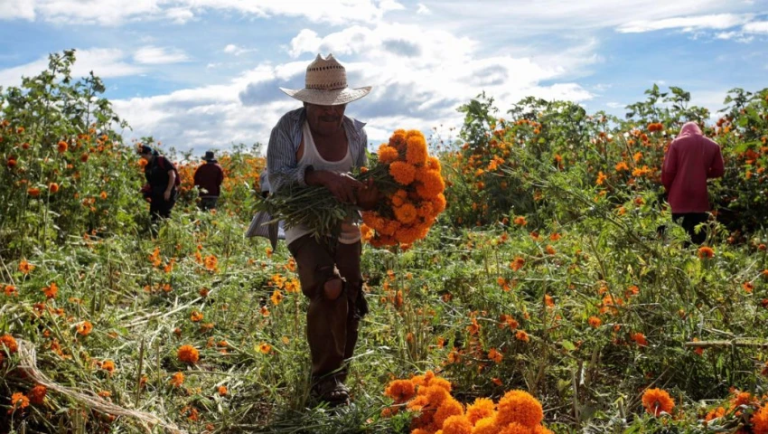 ¿Qué significa la flor de cempasúchil en el Día de Muertos? La leyenda y su poder espiritual