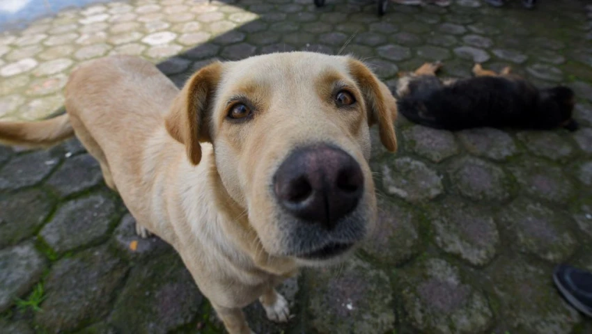 ¿Qué pasa con los perritos de los peregrinos? La triste verdad ante el Día de la Virgen