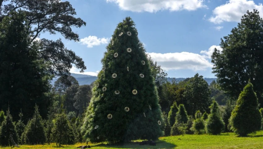 ¿Dónde cortar tu árbol de Navidad cerca de la CDMX? Los 10 mejores lugares